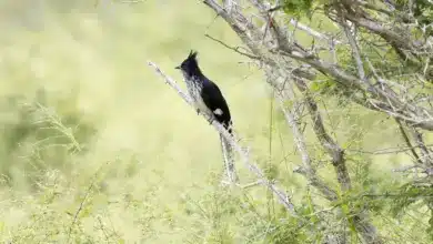 Levaillant's Cuckoo Perched On A Tree Branch