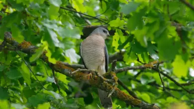 A Levant SparrowHawks Perched on Tree