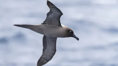 Light-mantled Albatrosses is on Flight Looking for Food