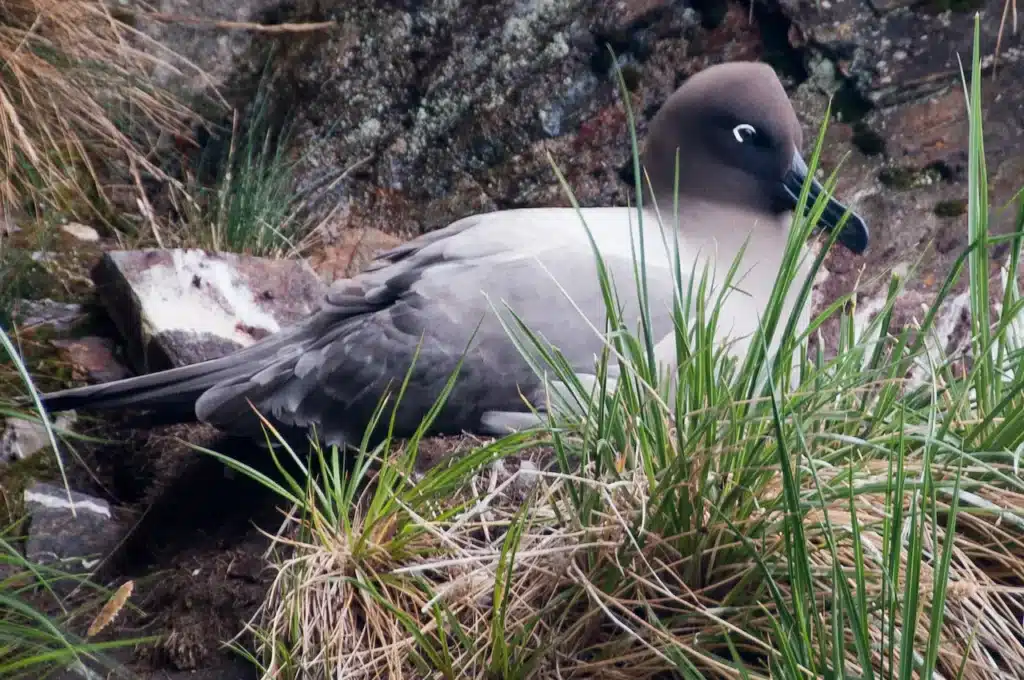 Light-mantled Albatrosses Nesting on the Ground