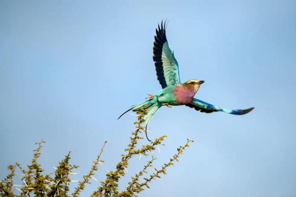 Lilac-Breasted Roller Taking Flight