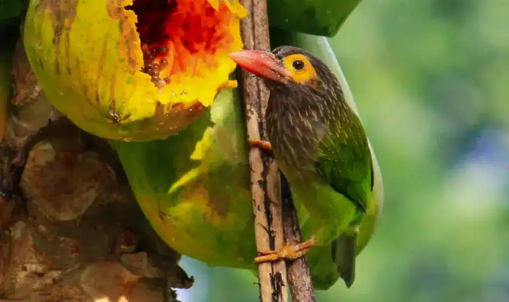 A Lineated Barbet Eating A Papaya