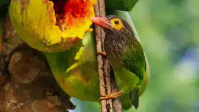 The Lineated Barbet Eating a Papaya