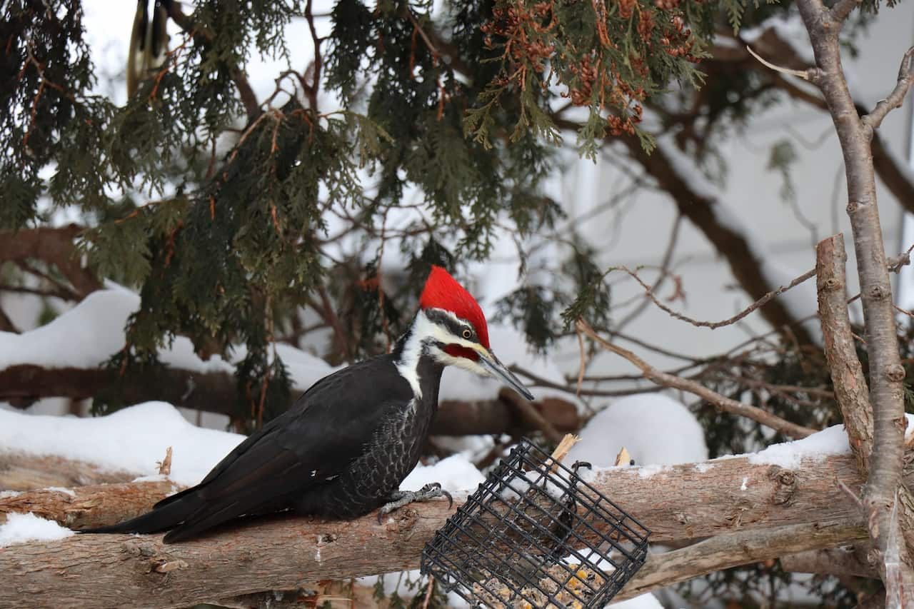 A Lineated Woodpecker sitting on a branch in the snow.