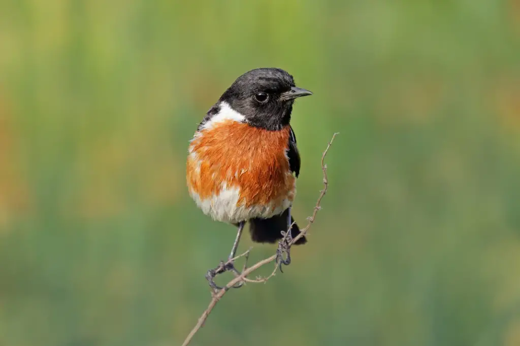 List of Birds Found in Madagascar