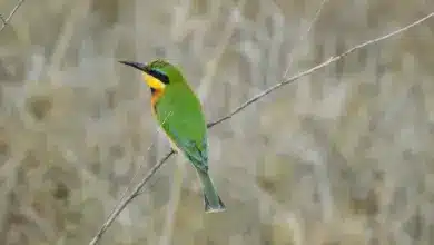 Little Bee-eater Perched on a Thorm
