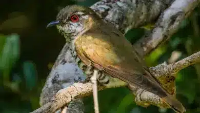 Little Bronze-Cuckoos Perched on a Tree Branch