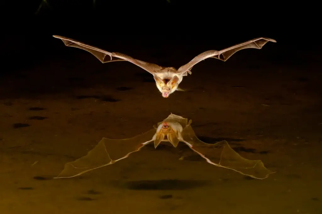 Little Brown Bats Flying Mammals Active at Night