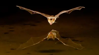 Little Brown Bats Flying Mammals Active at Night