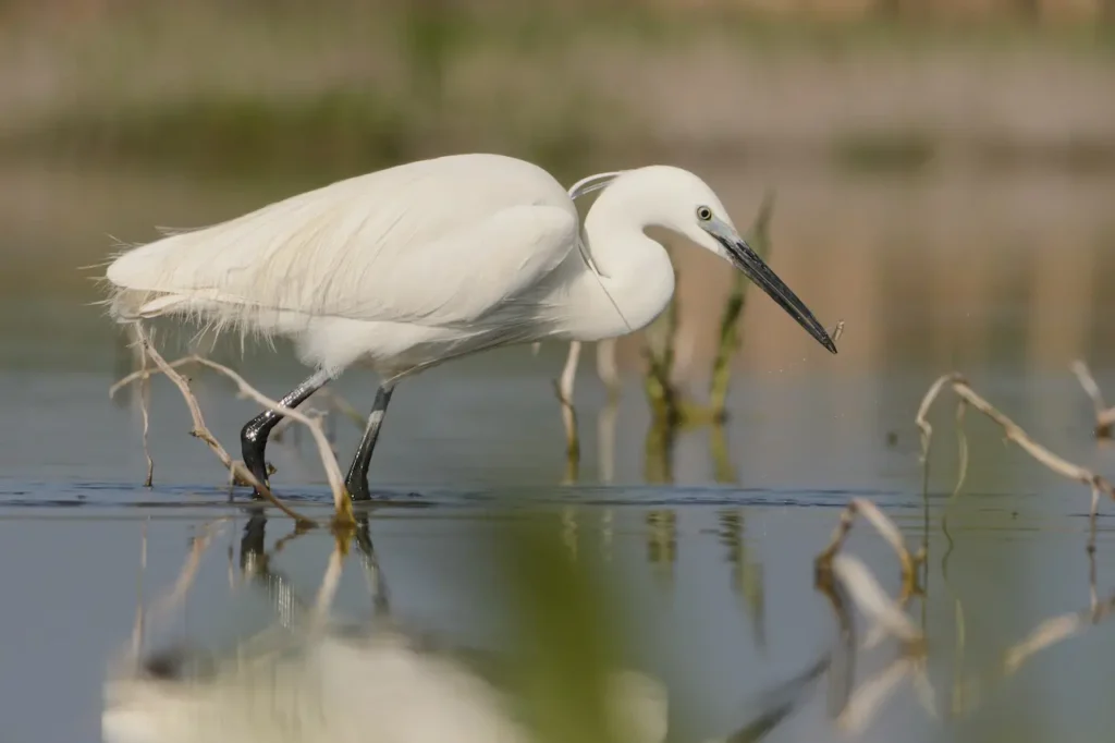 Little Egrets Looking for Food 