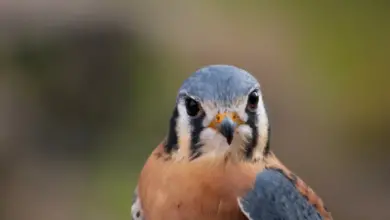 A Close up of Little Falcon