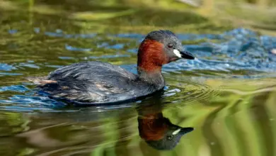 The Little Grebe In The Water