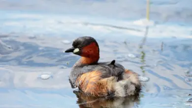 Little Grebes Floating on a Water