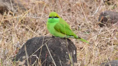 A Little Green Bee-eater sitting on top of a rock,