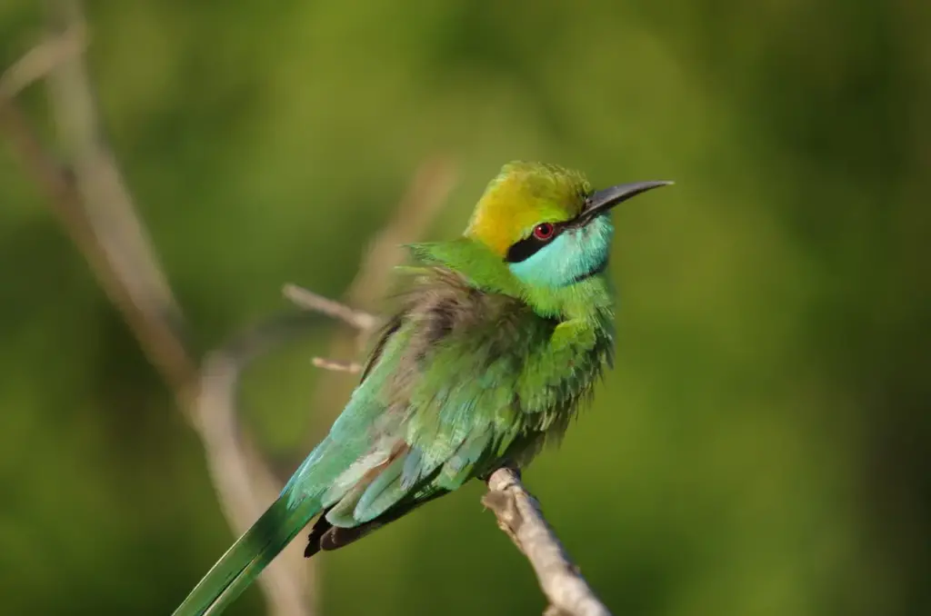 Little Green Bee-eater Perched on Tree 
