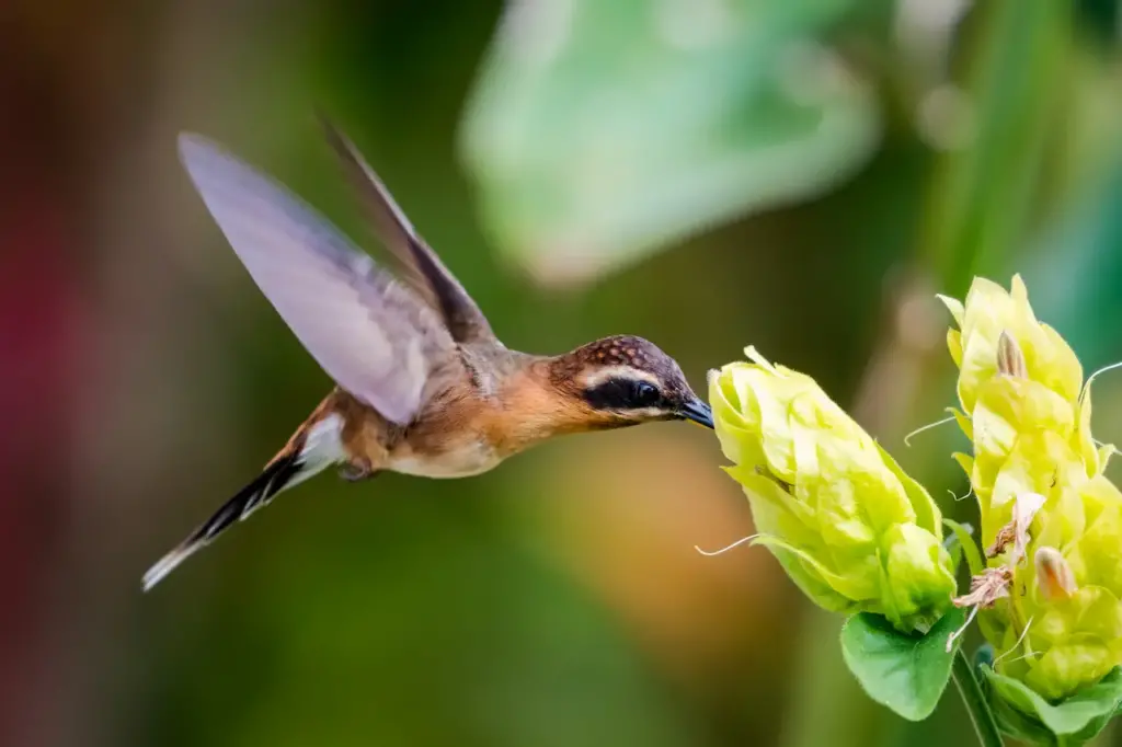 Little Hermit Hummingbird Eating Flower