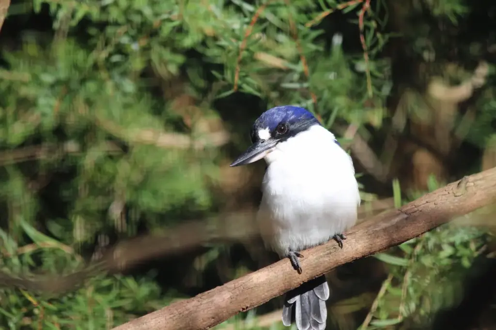 Little Kingfishers on a Tree Branch