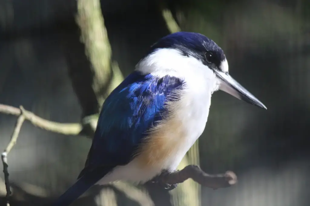 Little Kingfishers Image 
