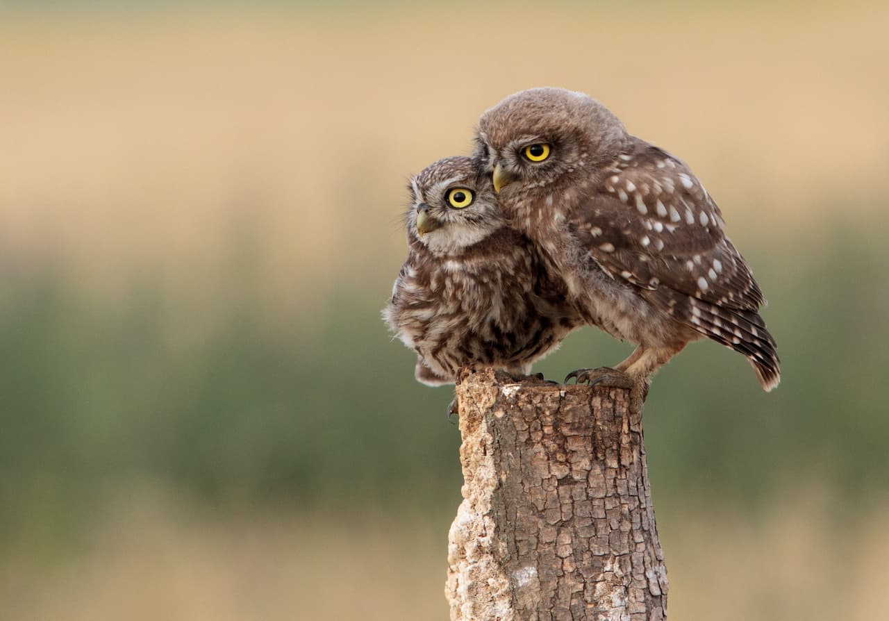 The Two Little Owl Are In The Top Of A Wood
