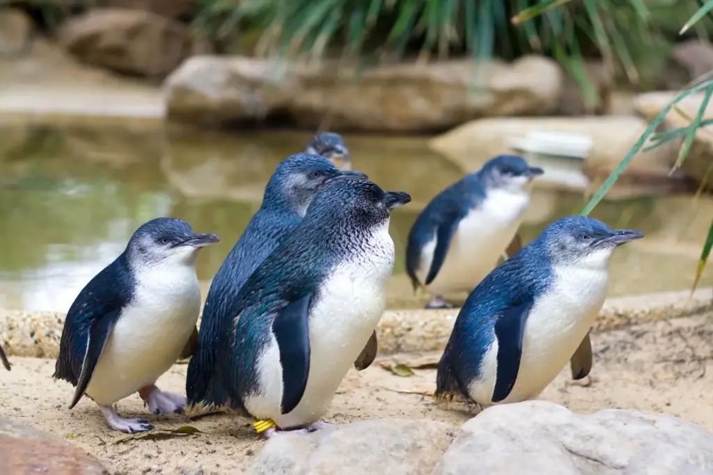 Little Penguins on the Rock 