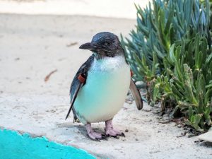 Little Penguins or Fairy Penguins (Eudyptula Minor) In A Zoo