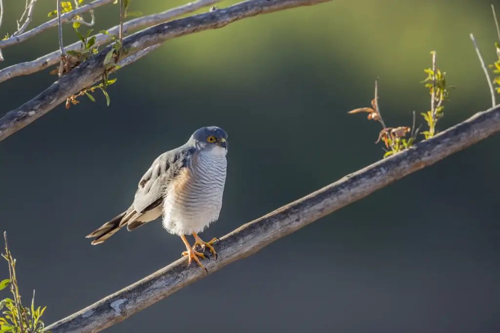 Little Sparrowhawks on the Tree Branch