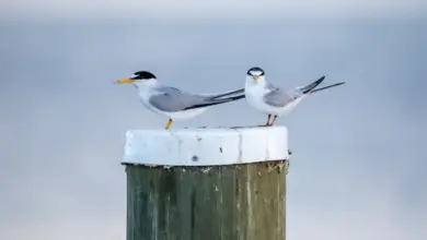 The Two Little Terns Looking For A Prey