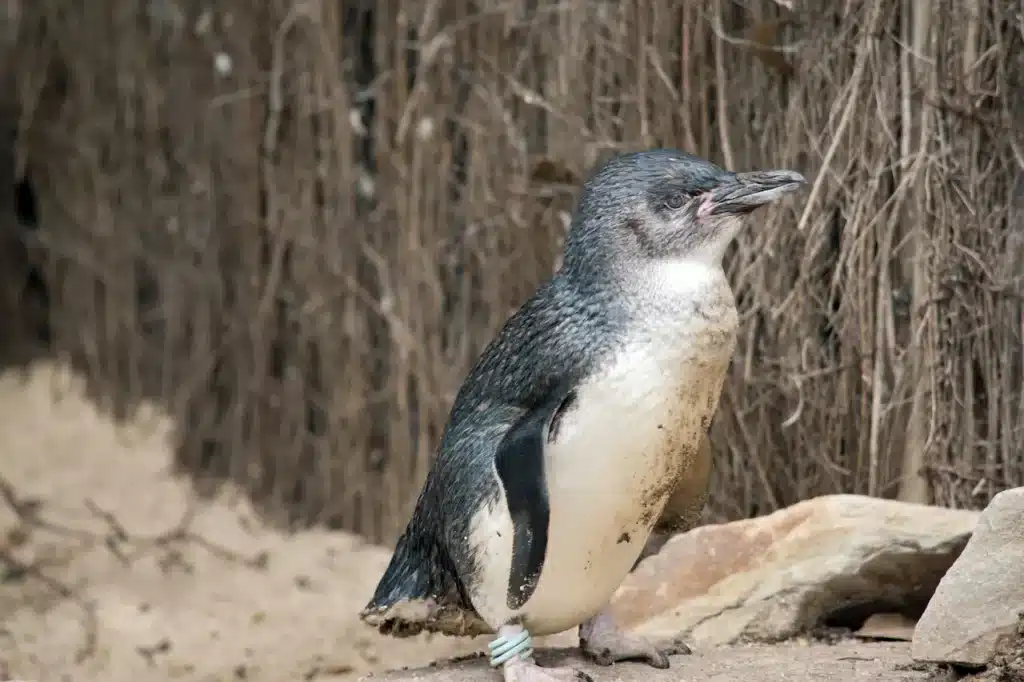 Little or Fairy Penguins