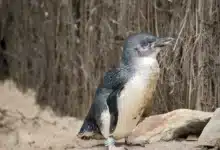 Little or Fairy Penguins