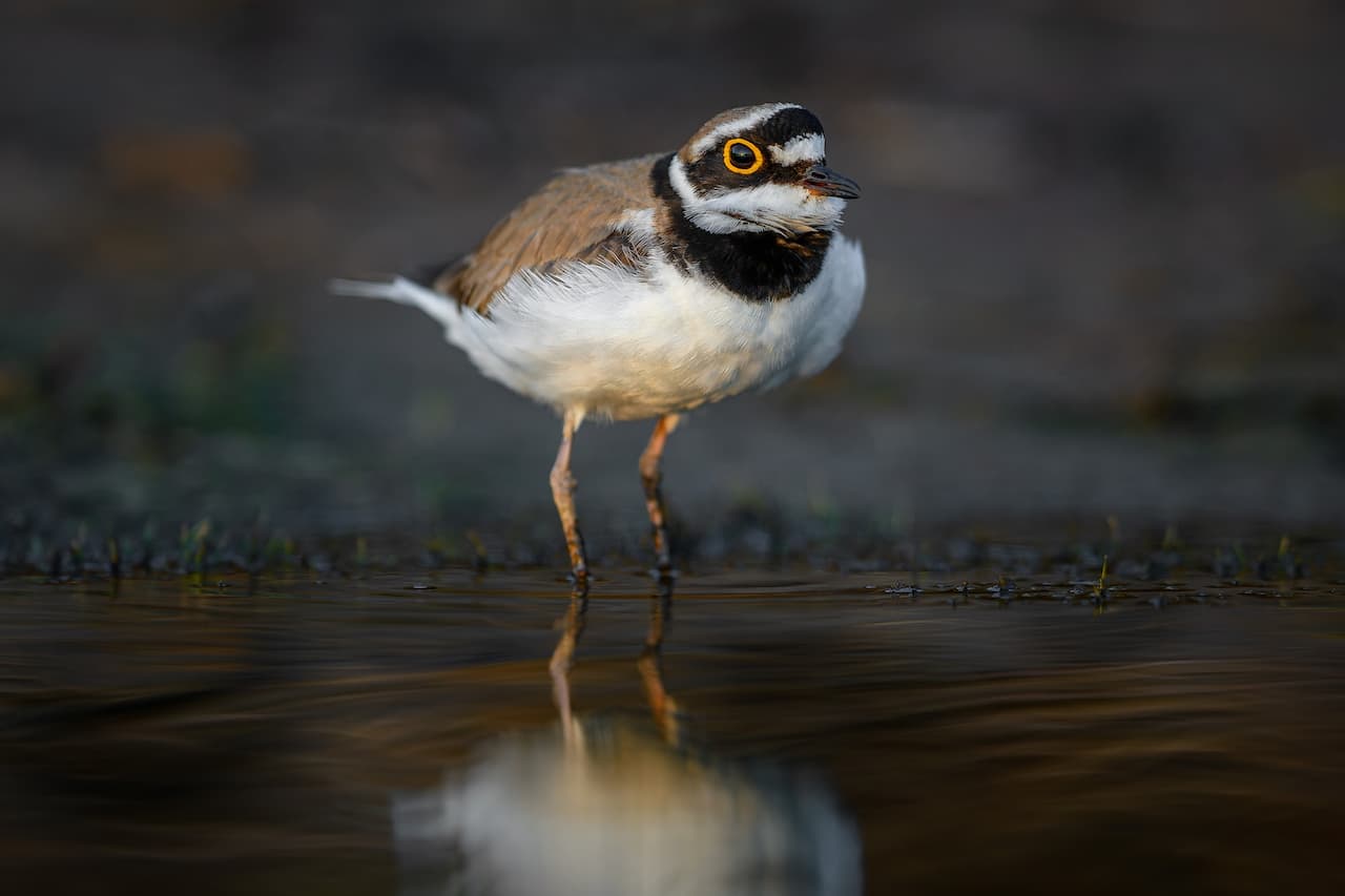 The Little Ringed Plover Drinking A Water