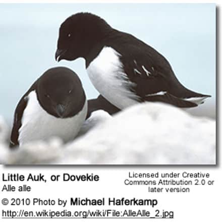 Little Auk, or Dovekie (Alle alle)