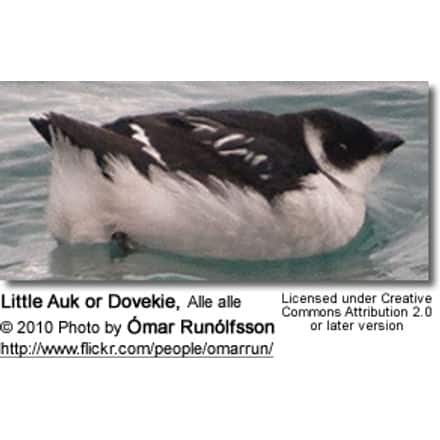 Little Auk or Dovekie, Alle alle