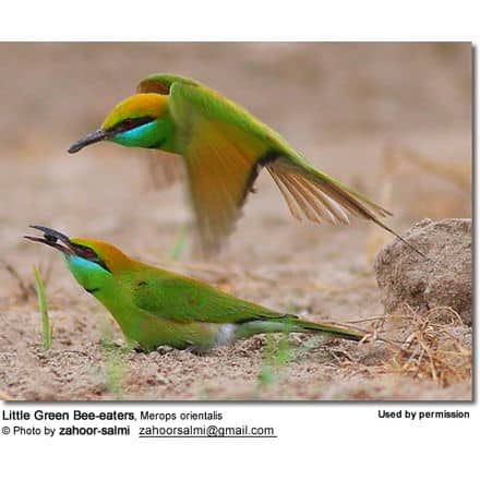 Little Green Bee-eaters, Merops orientalis