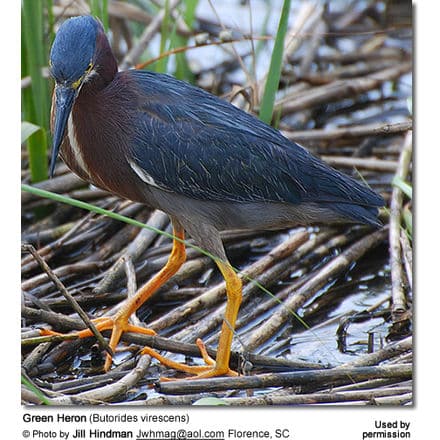 Green Heron (Butorides virescens)