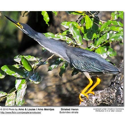 Striated Heron, Butorides striata, also known as Mangrove Heron or Little Heron