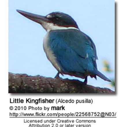 Little Kingfisher (Alcedo
pusilla)