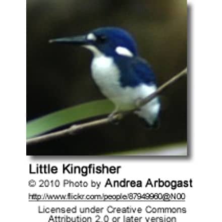 Little Kingfisher