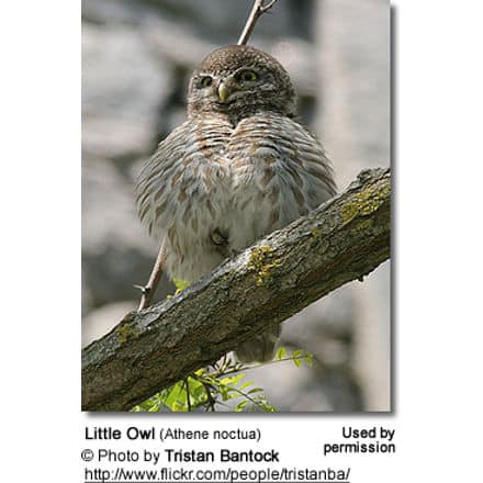 Little Owl (Athene
noctua)