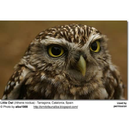 Little Owl (Athene noctua) - Tarragona, Catalonia, Spain