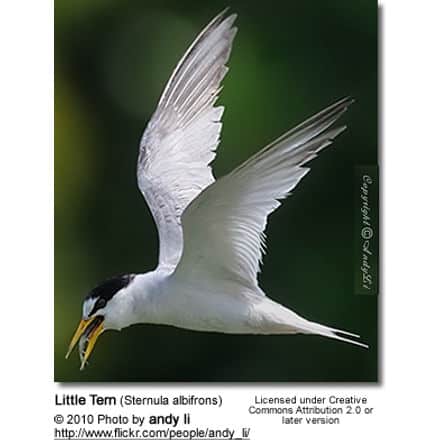 Little Tern (Sternula albifrons)
