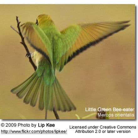 Little Green Bee-eater taking off