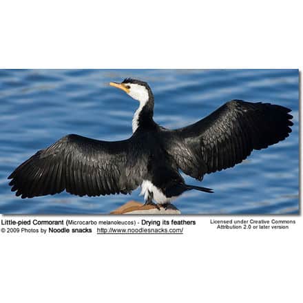 A Little-pied Cormorant with wings spread wide, drying its feathers near the water. The bird has a white face, black back, and is standing on a rock. Nearby, a Grey-headed Bulbul flits by. Blue water is in the background. Caption and photo credits visible at the bottom.