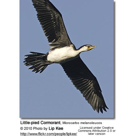 Little-pied Cormorant, Microcarbo melanoleucos