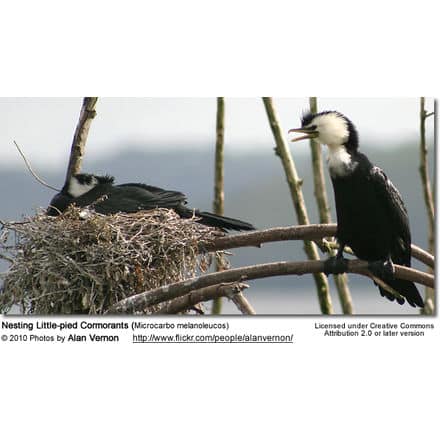Nesting Little-pied Cormorants (Microcarbo melanoleucos)