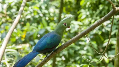 Livingstone's Turacos