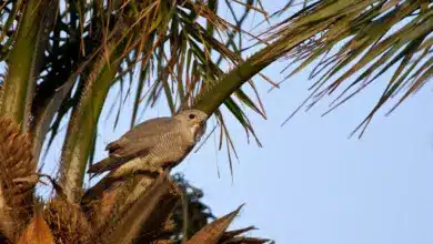 Lizard Buzzards Resting on a Palm Tree