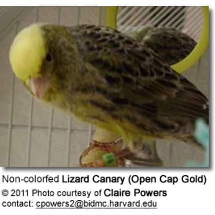 Non-colorfed Lizard Canary