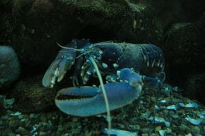 A Lobster Has Predators