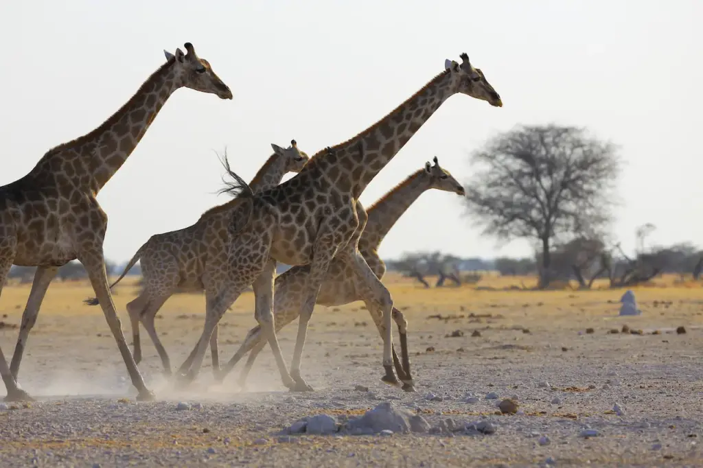 Locomotion in Mammals Giraffe Running