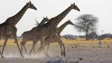 Locomotion in Mammals Giraffe Running